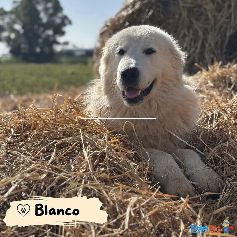 Blanco Cucciolone Maremmano Cerca Adozione - 13 mesi di Bontà - Foto n. 1
