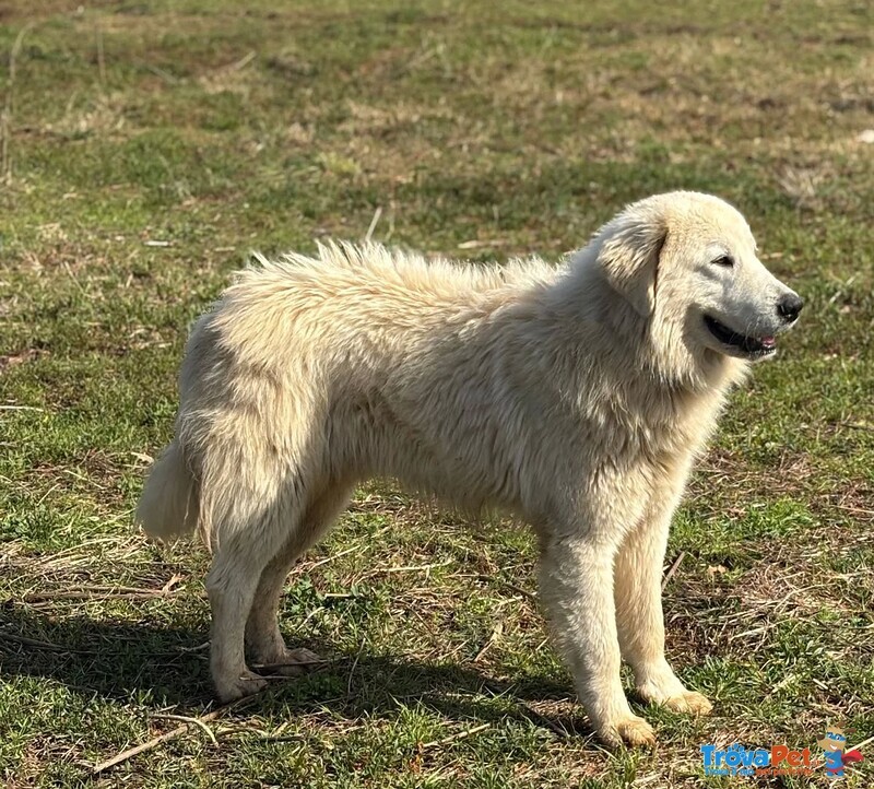 Blanco Cucciolone Maremmano Cerca Adozione - 13 mesi di Bontà - Foto n. 4