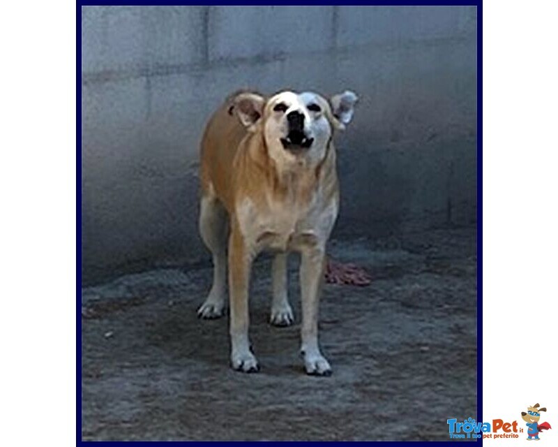 Mona 6 anni Abbaia per Paura - Foto n. 2