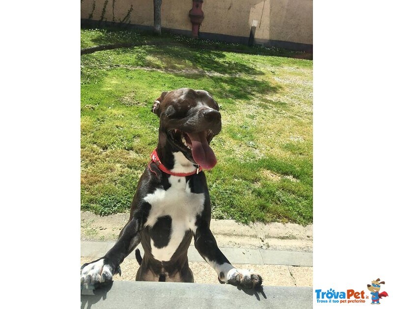 Jaison 9anni Bellissimo in Cerca di una Nuova Casa - Foto n. 2