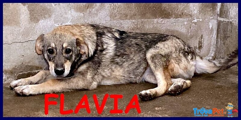 Flavia sui 3 anni una Timidina - Foto n. 1