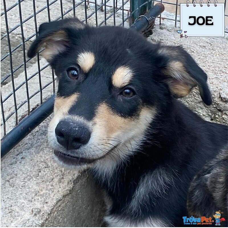 Joe Cucciolo 4 mesi Cerca casa - Adozione Canile di Latina - Foto n. 1