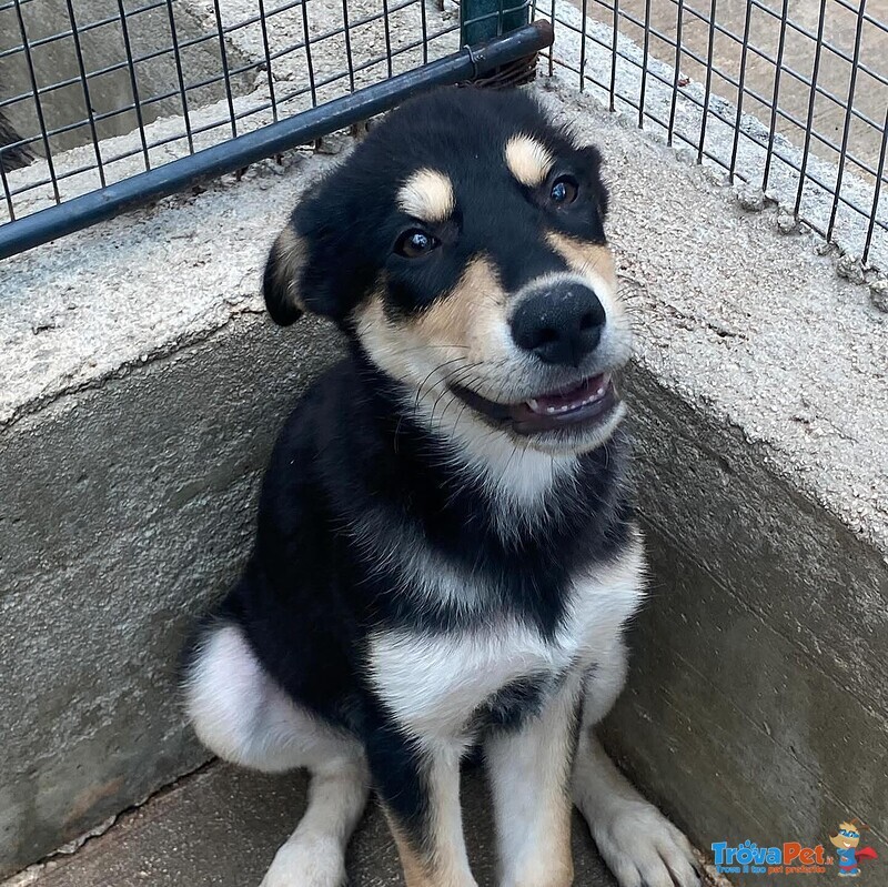 Joe Cucciolo 4 mesi Cerca casa - Adozione Canile di Latina - Foto n. 2