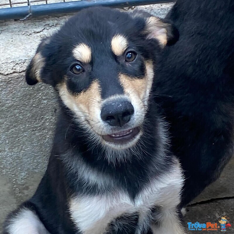 Joe Cucciolo 4 mesi Cerca casa - Adozione Canile di Latina - Foto n. 3