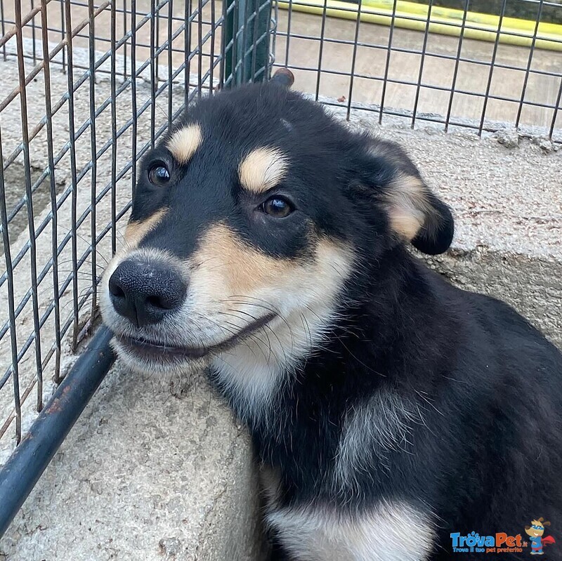 Joe Cucciolo 4 mesi Cerca casa - Adozione Canile di Latina - Foto n. 4