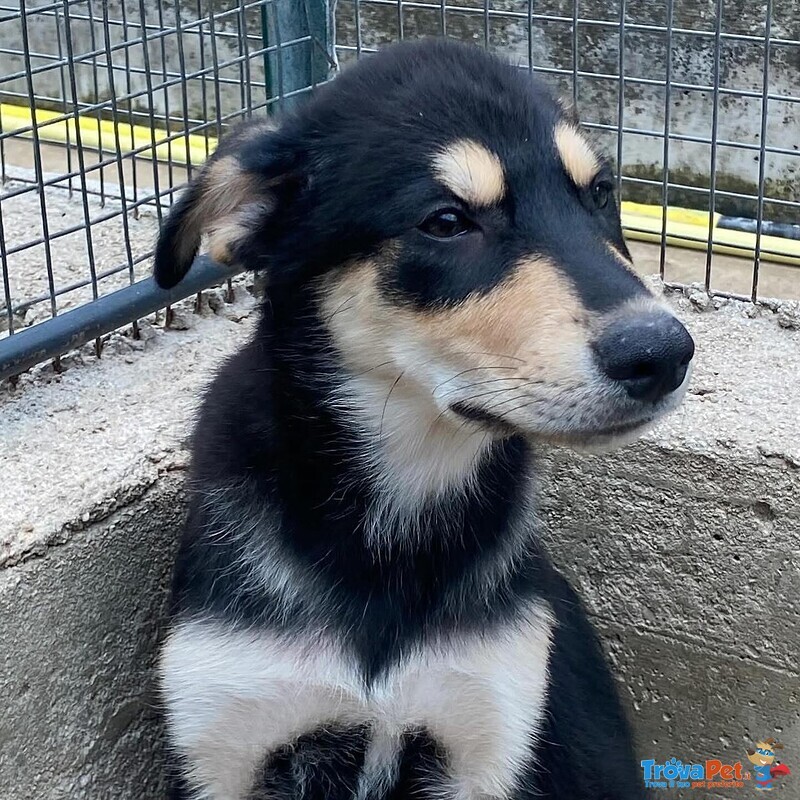 Joe Cucciolo 4 mesi Cerca casa - Adozione Canile di Latina - Foto n. 5