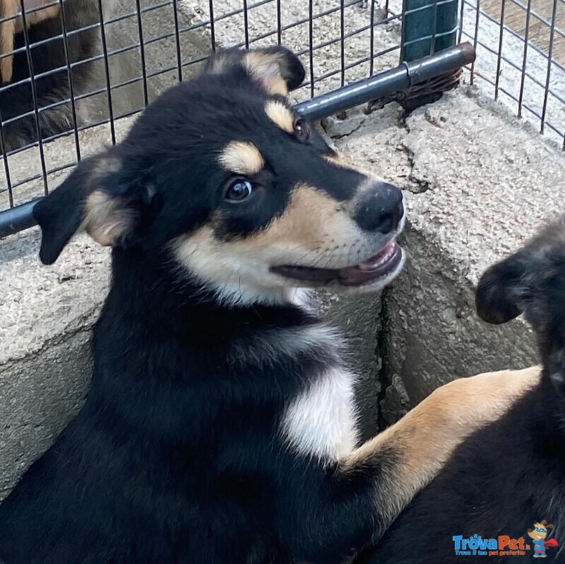 Joe Cucciolo 4 mesi Cerca casa - Adozione Canile di Latina - Foto n. 6