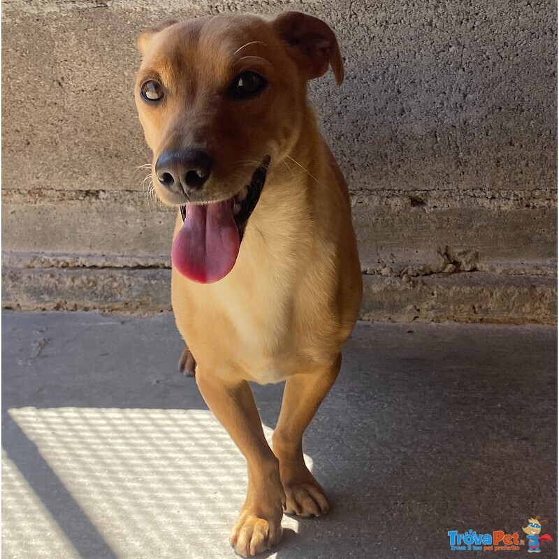 Aki 3 anni cane Simil Bassotto Taglia Piccola Adozione Latina - Foto n. 3