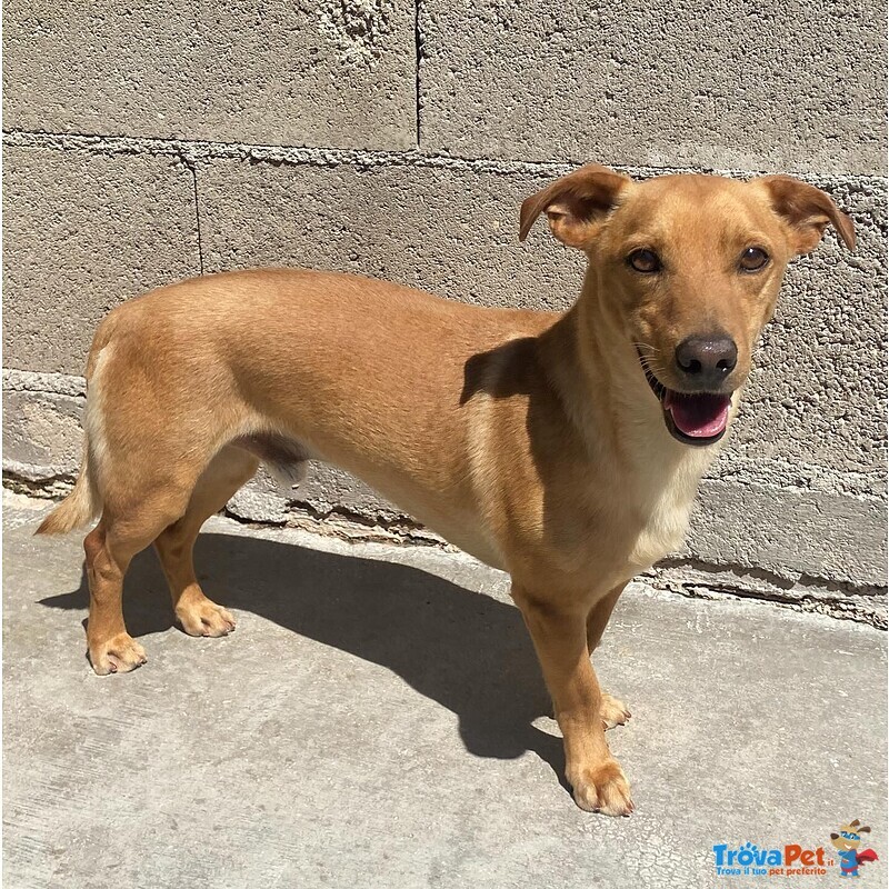 Aki 3 anni cane Simil Bassotto Taglia Piccola Adozione Latina - Foto n. 4