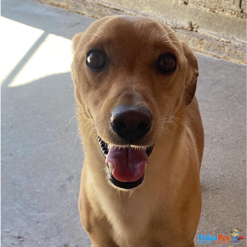 Aki 3 anni cane Simil Bassotto Taglia Piccola Adozione Latina - Foto n. 5