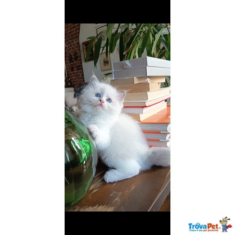 Cucciole Ragdoll - Foto n. 1