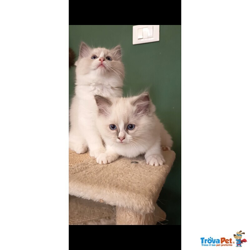 Cucciole Ragdoll - Foto n. 2