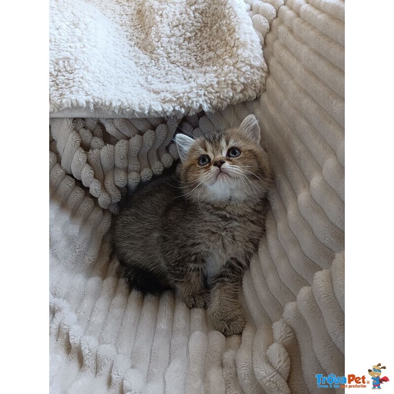 Gattina British Shorthair - Foto n. 1