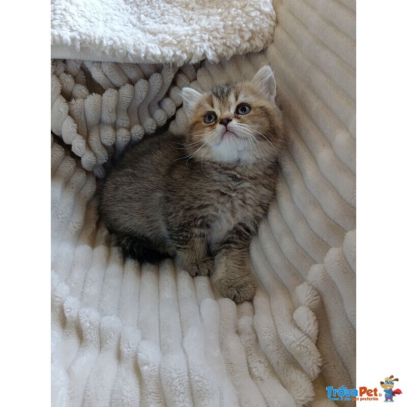 Gattina British Shorthair - Foto n. 2