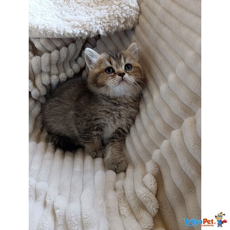 Gattina British Shorthair - Foto n. 3