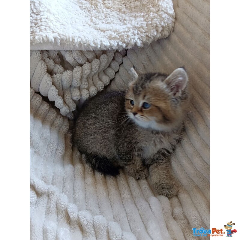 Gattina British Shorthair - Foto n. 4