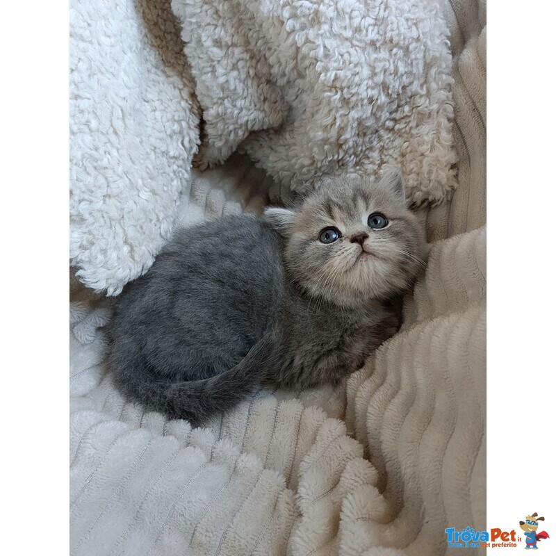 Gattina British Shorthair Disponibile - Foto n. 1