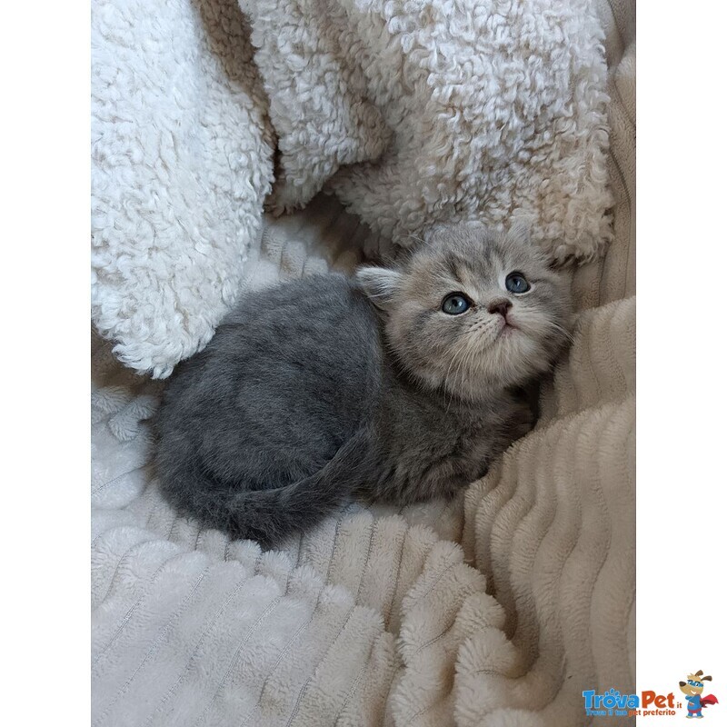 Gattina British Shorthair Disponibile - Foto n. 2
