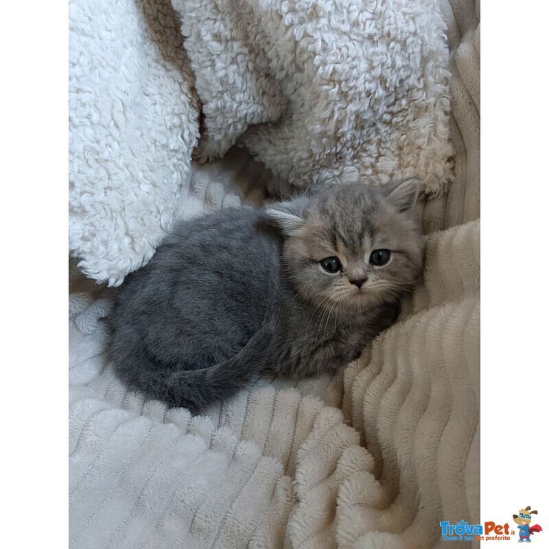 Gattina British Shorthair Disponibile - Foto n. 3
