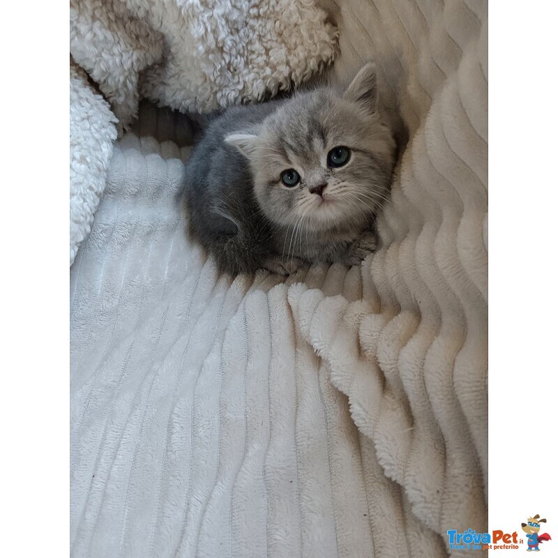 Gattina British Shorthair Disponibile - Foto n. 4