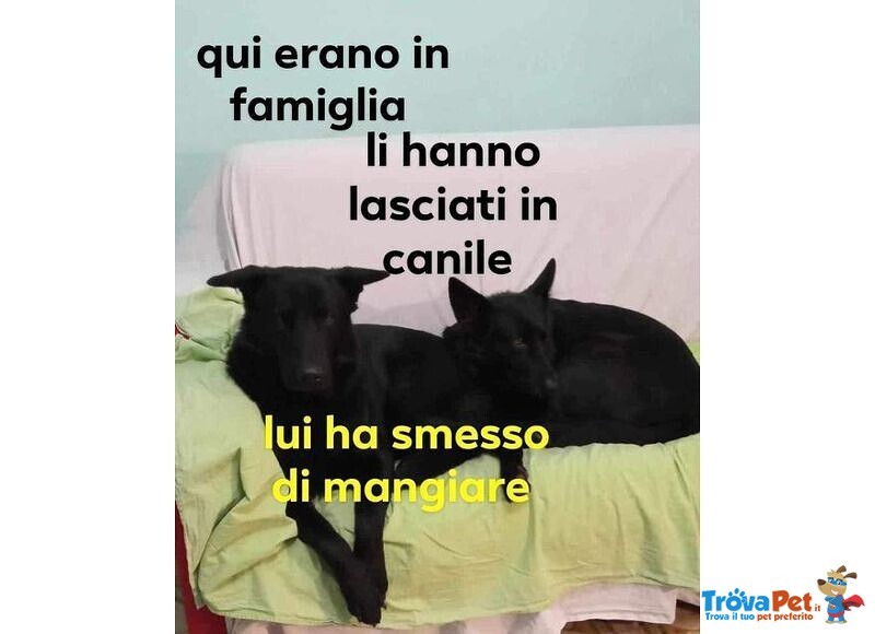Coppia di Past.ted. neri puri non Interessano Più! - Foto n. 1