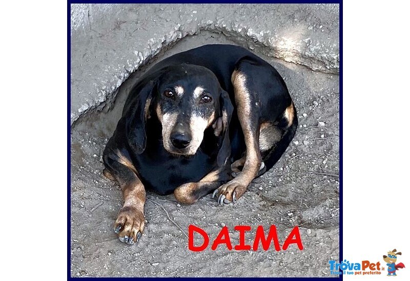 Daima sui 6anni Dolcissima Cercacoccole - Foto n. 2
