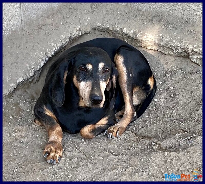 Daima sui 6anni Dolcissima Cercacoccole - Foto n. 3
