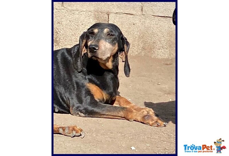 Daima sui 6anni Dolcissima Cercacoccole - Foto n. 4