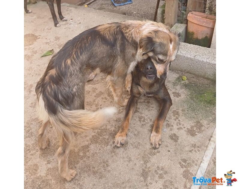 Perla Giovane Affettuosa mix Setter - Foto n. 1