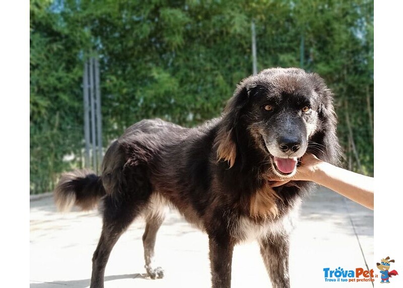 Lupo 7anni Tenero ed Affettuoso - tg Grande - Foto n. 1