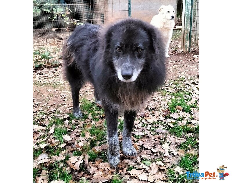 Lupo 7anni Tenero ed Affettuoso - tg Grande - Foto n. 2