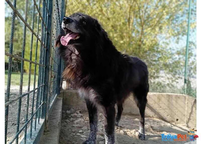 Lupo 7anni Tenero ed Affettuoso - tg Grande - Foto n. 4