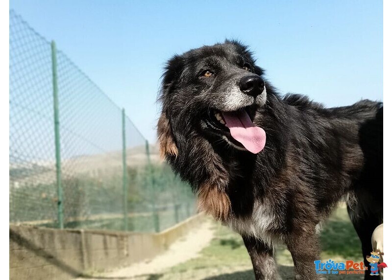 Lupo 7anni Tenero ed Affettuoso - tg Grande - Foto n. 5