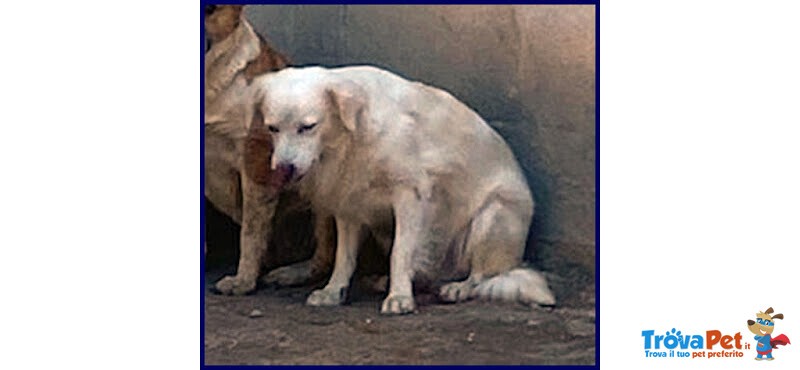 Mick sui 6anni tg Medio Picc. Cerca Rassicurazione - Foto n. 4