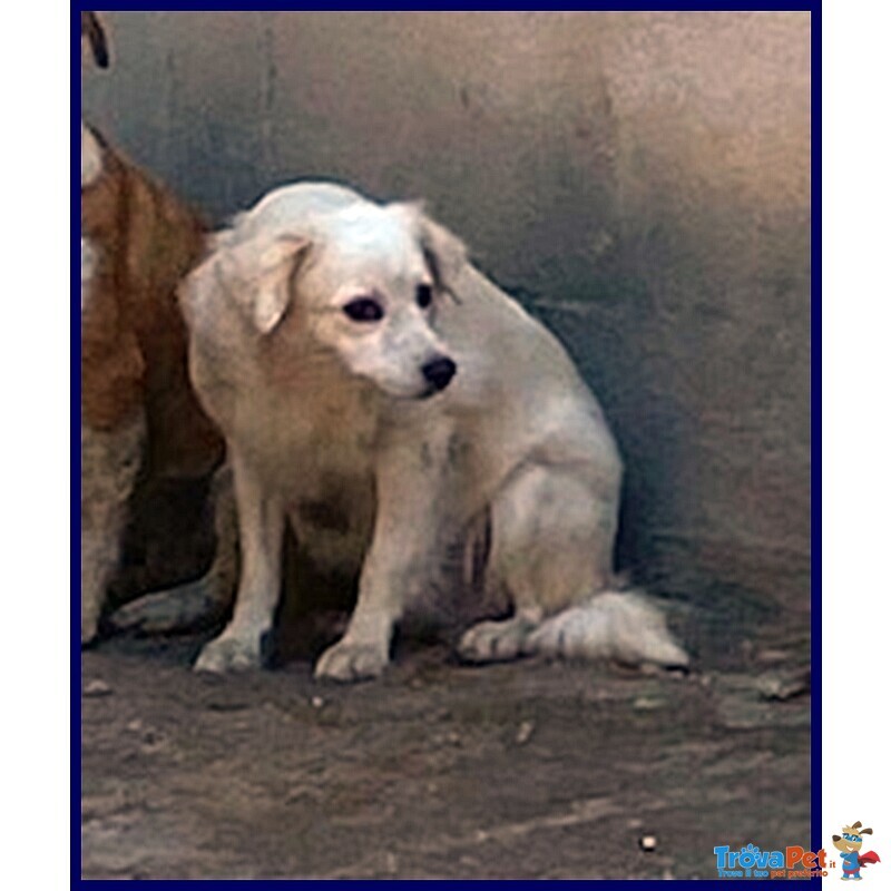 Mick sui 6anni tg Medio Picc. Cerca Rassicurazione - Foto n. 5