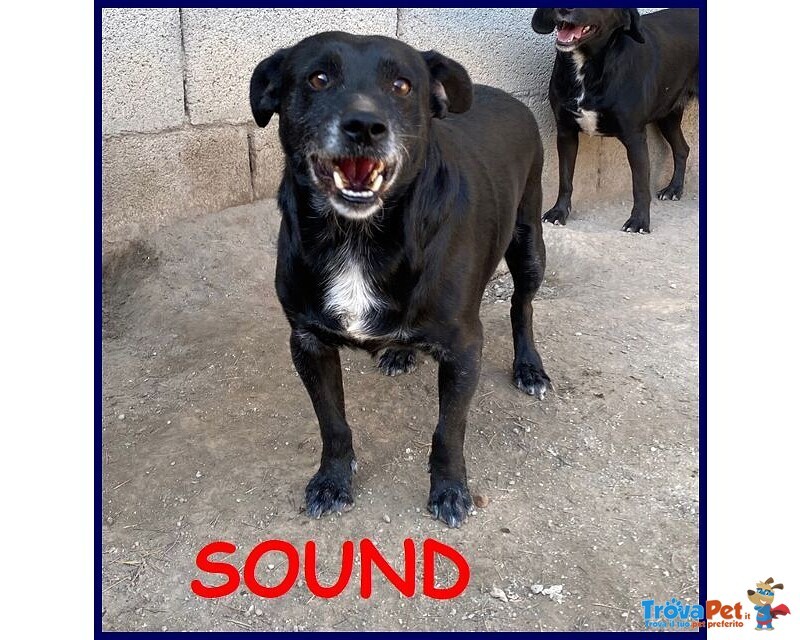 Sound 7-8anni Festoso e Buono - sui 10-11kg - Foto n. 2