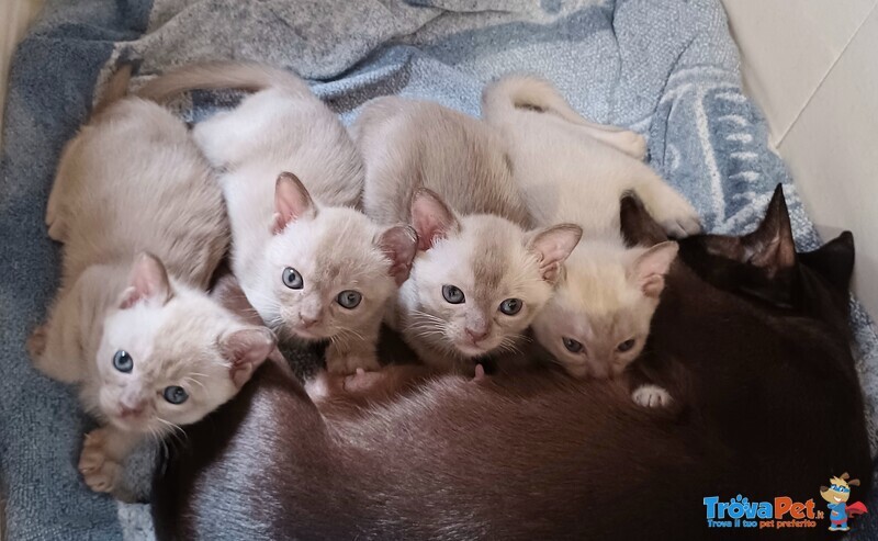 Gattini Burmesi - Foto n. 2