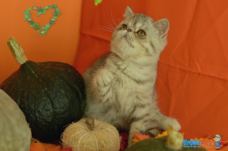 Exotic Shorthair Cuccioli - Foto n. 2