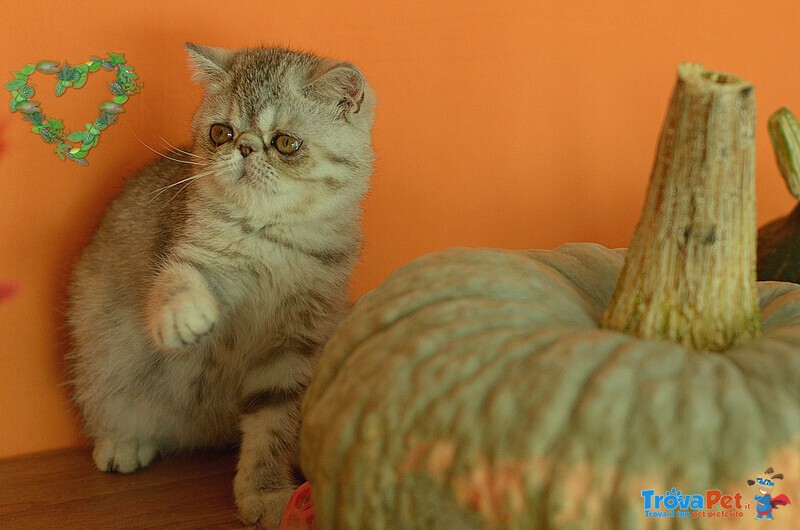 Exotic Shorthair Cuccioli - Foto n. 1