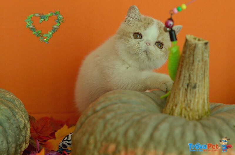 Exotic Shorthair Cuccioli - Foto n. 3