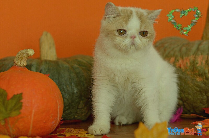 Exotic Shorthair Cuccioli - Foto n. 4
