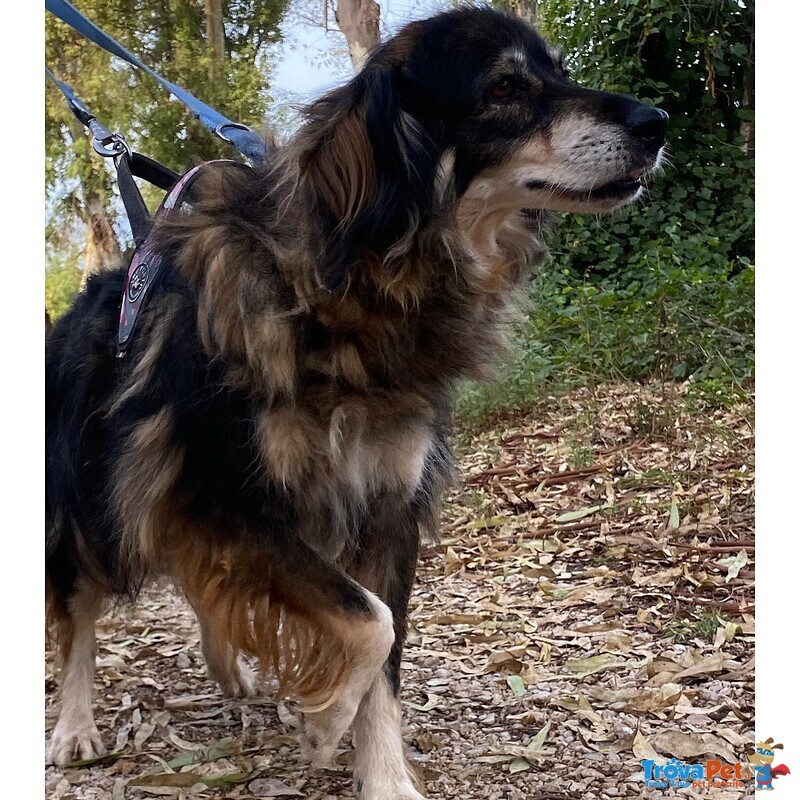 Sally Dolce Cagnolina Taglia Media Cerca Adozione - Foto n. 5
