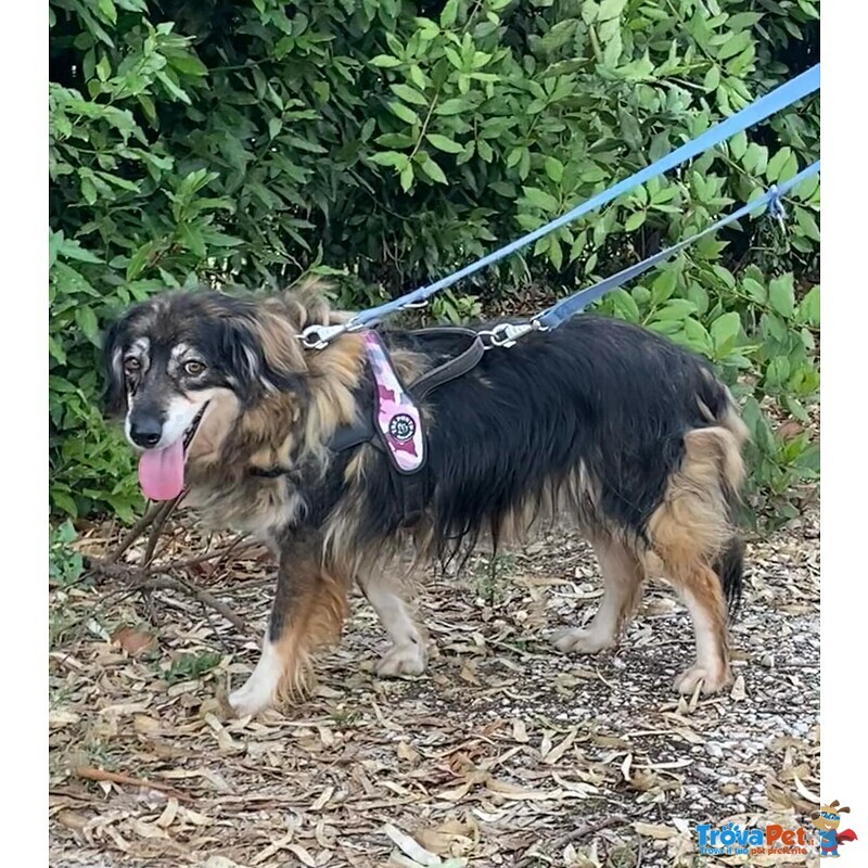 Sally Dolce Cagnolina Taglia Media Cerca Adozione - Foto n. 7