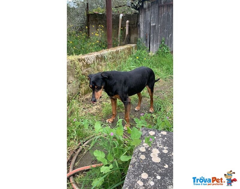 Fritz 5-6anni Dolce Segugio - Foto n. 1