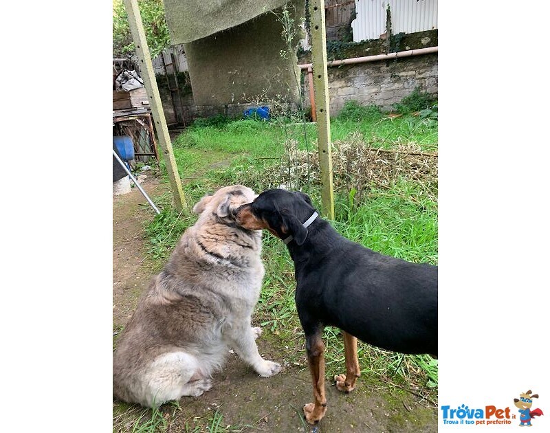 Fritz 5-6anni Dolce Segugio - Foto n. 3