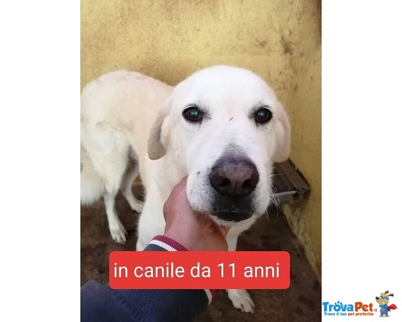 Dolce Heidi in Canile da 11 Anni - Foto n. 1