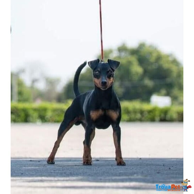 Cuccioli di Zwergpinscher - Foto n. 3