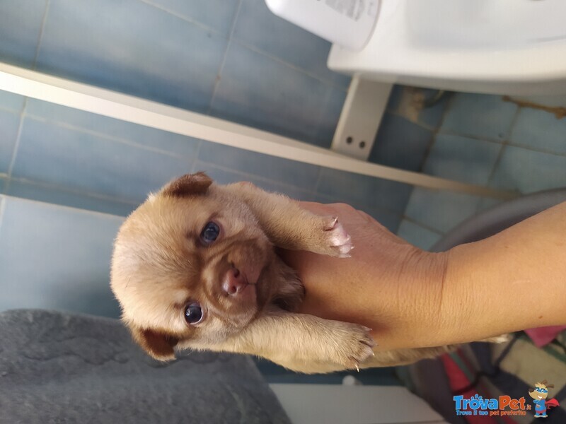 Chihuahua Cuccioli Maschietti - Foto n. 2