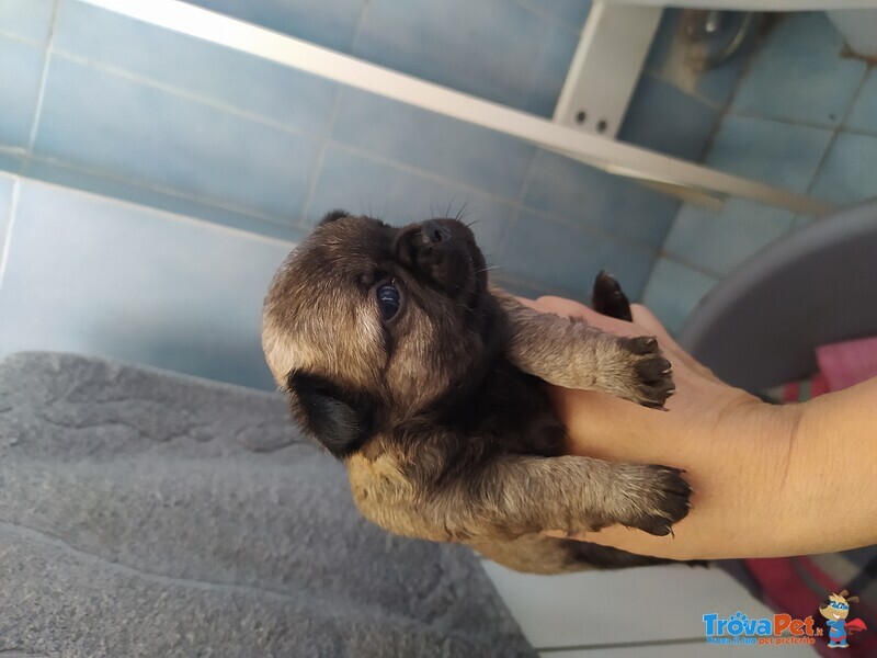 Chihuahua Cuccioli Maschietti - Foto n. 3