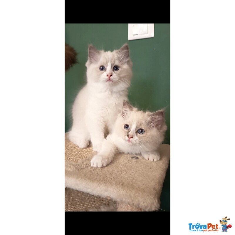 Cucciole Ragdoll - Foto n. 2